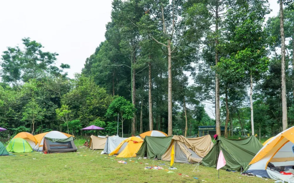Khung cảnh thiên nhiên hoang sơ tại Vườn Quốc gia Cát Tiên, một địa điểm cắm trại và khám phá hệ sinh thái tuyệt vời gần Sài Gòn