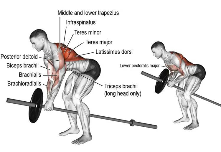 Kỹ thuật thực hiện bài tập T-bar Row với tạ đòn để xây dựng cơ lưng
