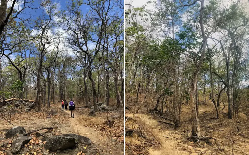 Rừng Phan Dũng với thảm thực vật khô cằn đặc trưng vào mùa khô khi trekking Tà Năng
