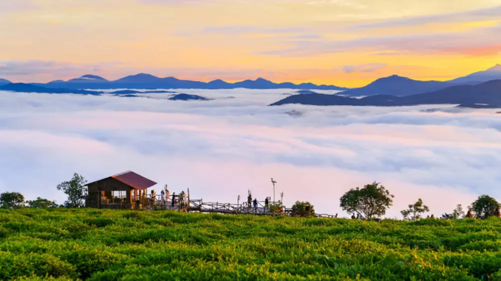 Săn mây tại đồi chè Cầu Đất Đà Lạt