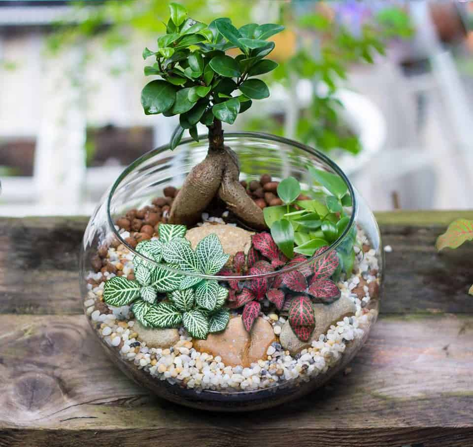 Chậu cây cảnh mini xanh tươi đặt trên bàn làm việc, mang đến không gian thư thái cho sếp nữ