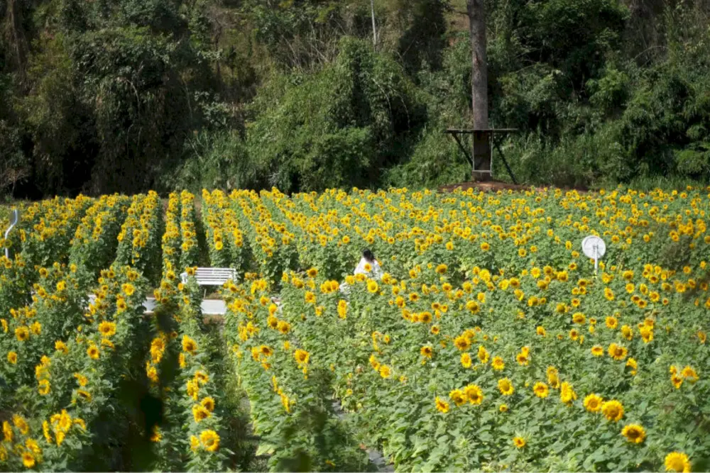 Vườn hoa tại Dalat Camp
