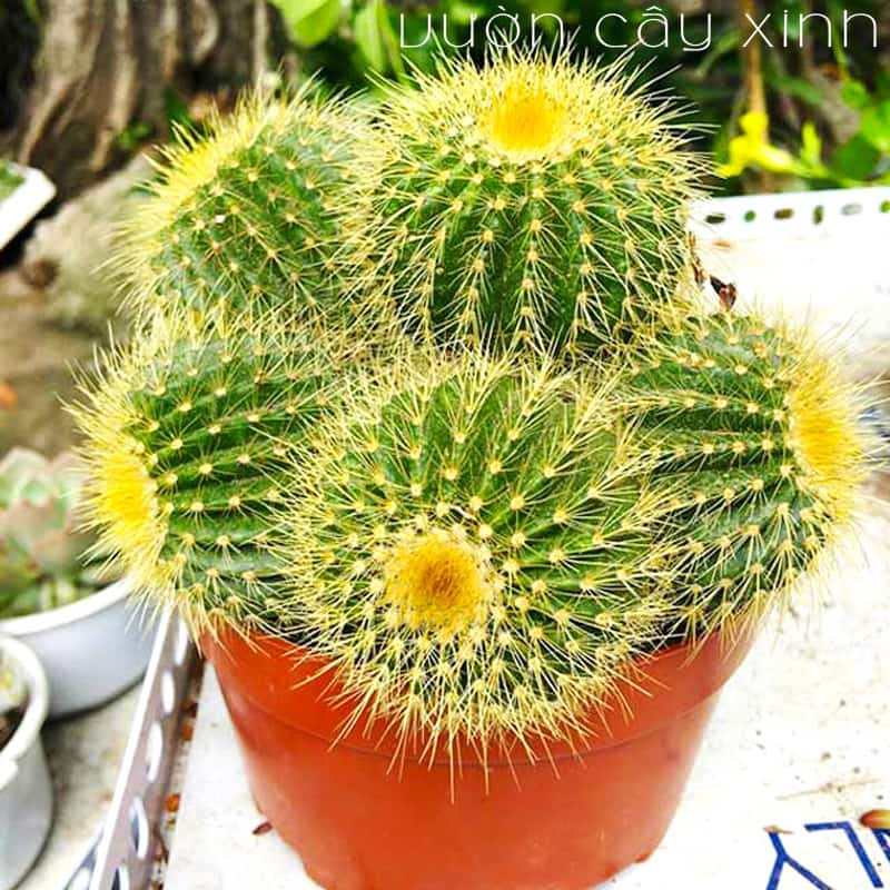 Bắt đầu hành trình với cách lai rồng bóng đá từ nền tảng vững chắc