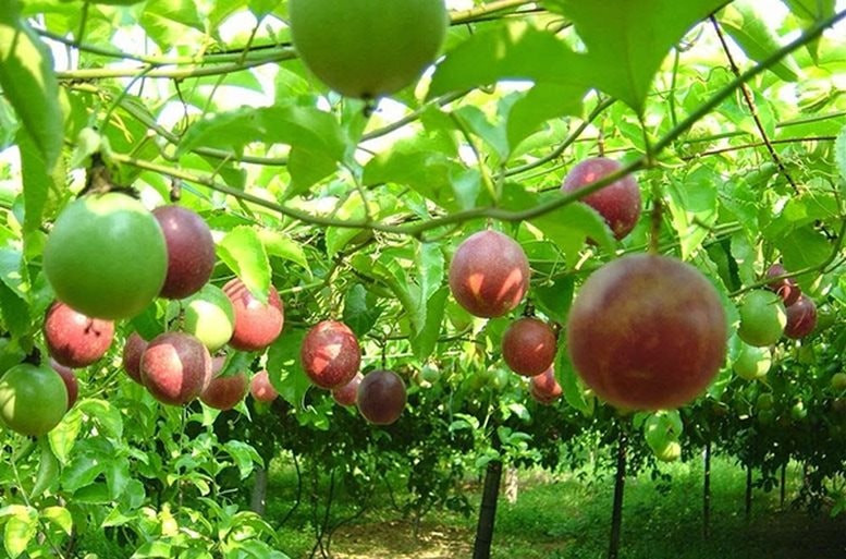 Cây chanh leo xanh tốt, đại diện cho quá trình vun trồng và phát triển bền vững, tương tự như nỗ lực xây dựng nền bóng đá lâu dài tại Trung Quốc.