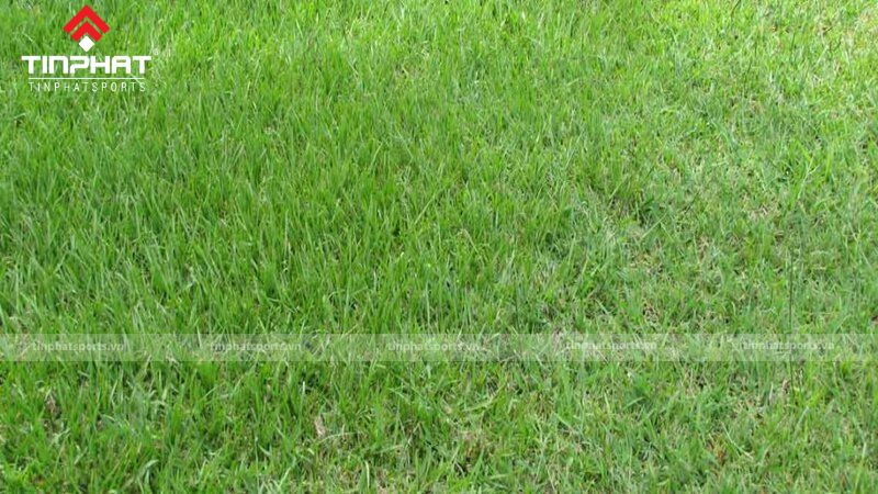 Cỏ Bahia, lựa chọn chịu nhiệt cho cấu tạo mặt sân bóng đá cỏ tự nhiên vùng nhiệt đới