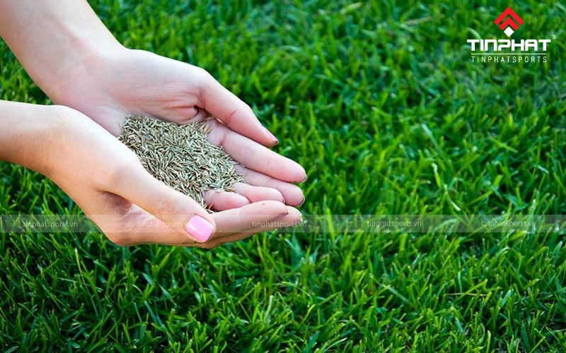Cỏ Bermuda, loại cỏ phổ biến cho cấu tạo mặt sân bóng đá cỏ tự nhiên