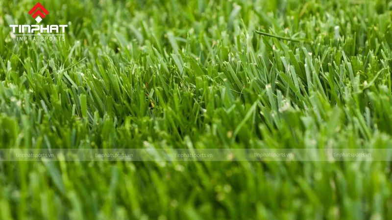 Cỏ Fescue, loại cỏ thích nghi tốt với khí hậu lạnh trong cấu tạo mặt sân bóng đá cỏ tự nhiên