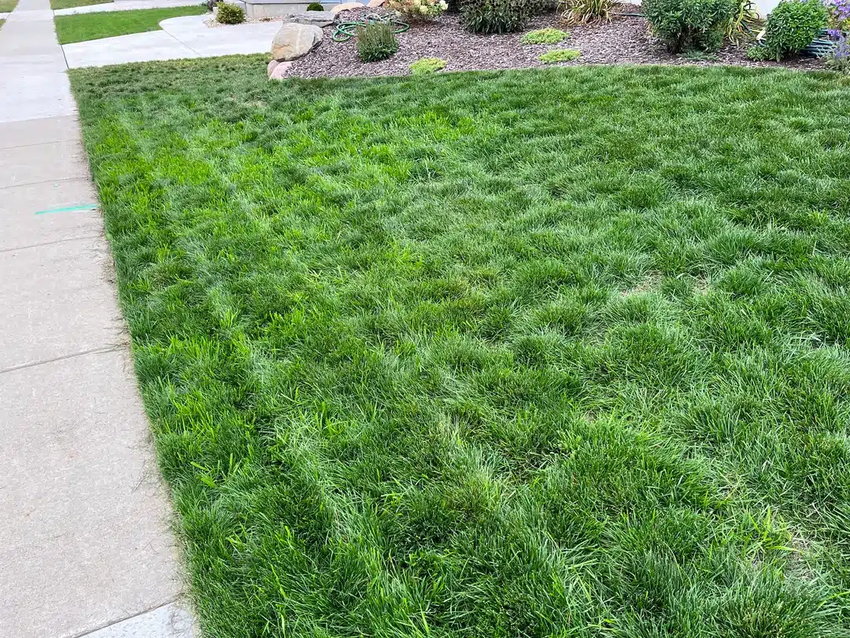 Cỏ Fescue xanh mướt, mang vẻ đẹp tự nhiên cho cảnh quan sân golf