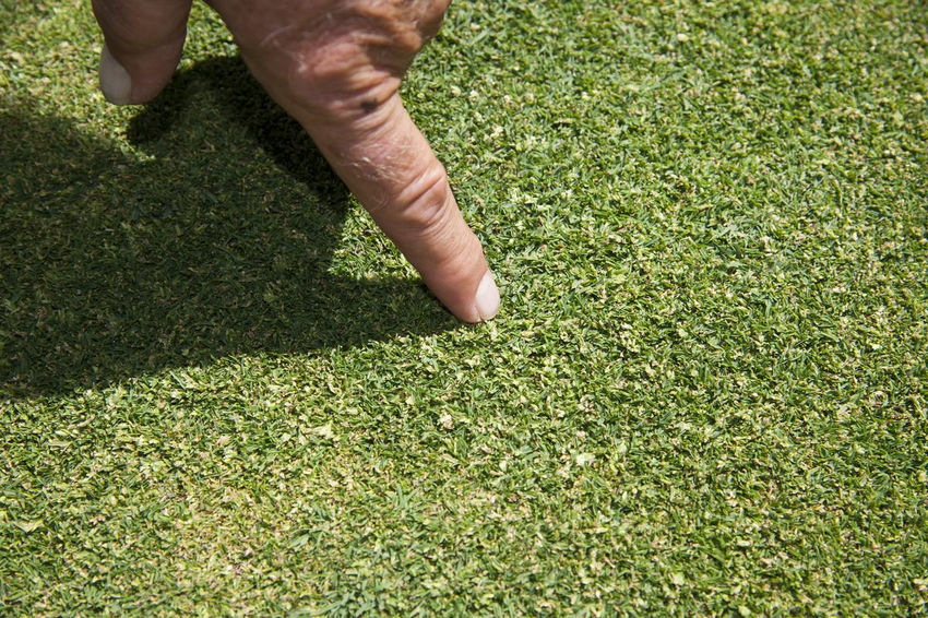 Bề mặt cỏ Poa annua mịn màng, hỗ trợ di chuyển và đánh bóng hiệu quả