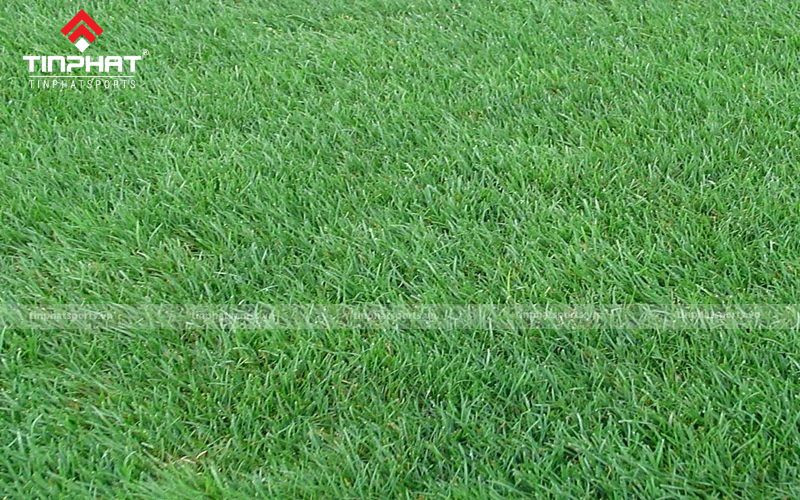 Cỏ Ryegrass, giải pháp linh hoạt cho cấu tạo mặt sân bóng đá cỏ tự nhiên mùa đông
