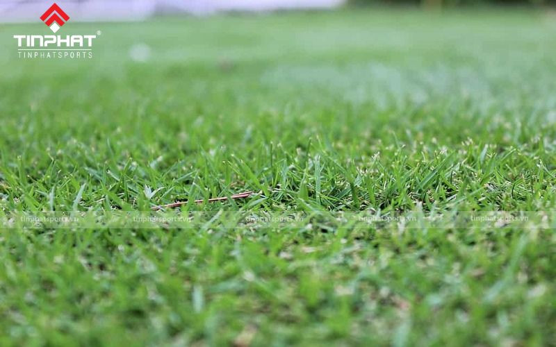 Cỏ Zoysia, lựa chọn bền vững cho cấu tạo mặt sân bóng đá cỏ tự nhiên