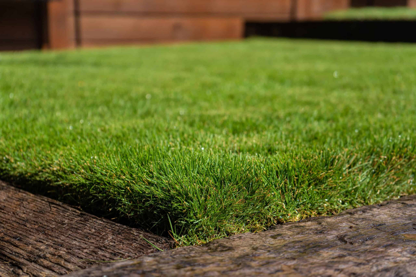 Cỏ Zoysia xanh tươi, phát triển tốt trong nhiều điều kiện thời tiết