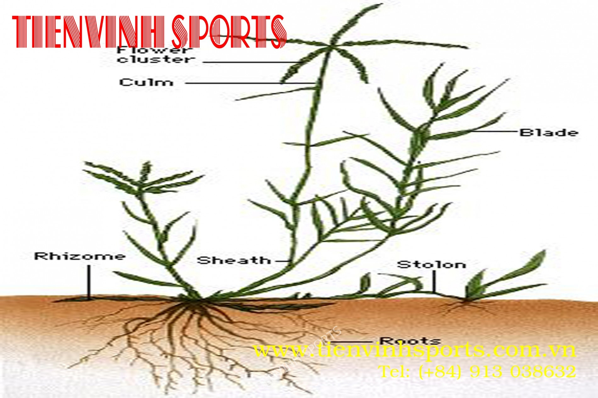 Hom giống cỏ Bermuda Grass Stolon chuyên dụng để trồng sân bóng đá chất lượng cao