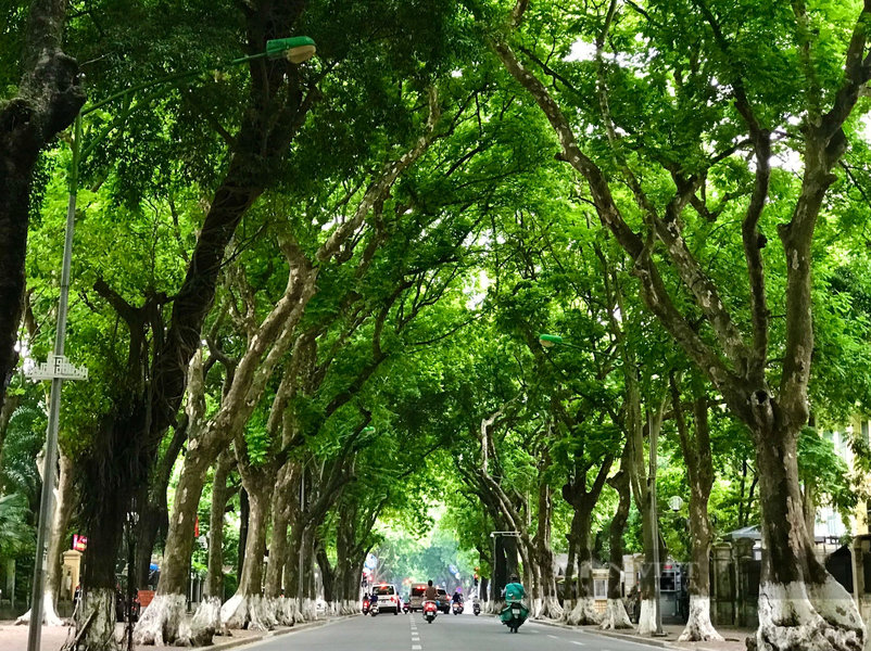 Tuyến đường Phan Đình Phùng là địa điểm xem diễu binh lý tưởng với khung cảnh cổ kính và rợp bóng cây xanh.