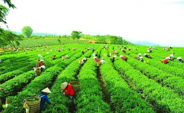 Nữ diễn giả đang trình bày tại một hội nghị hoặc sự kiện