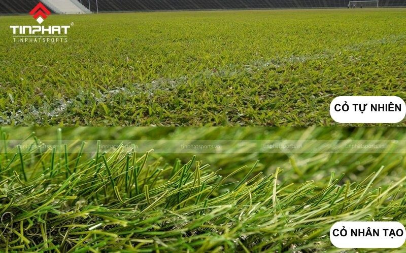 So sánh cấu tạo mặt sân bóng đá cỏ tự nhiên và cỏ nhân tạo