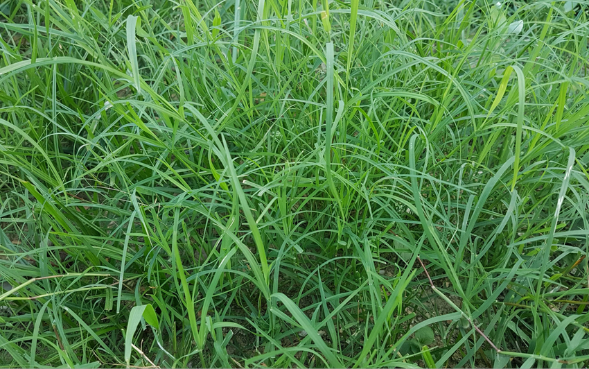 Sợi cỏ Bermuda mềm và mảnh, tạo nên mặt sân golf chất lượng cao