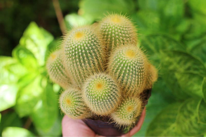 Tìm hiểu sâu về cách lai rồng bóng đá để phát triển tối đa