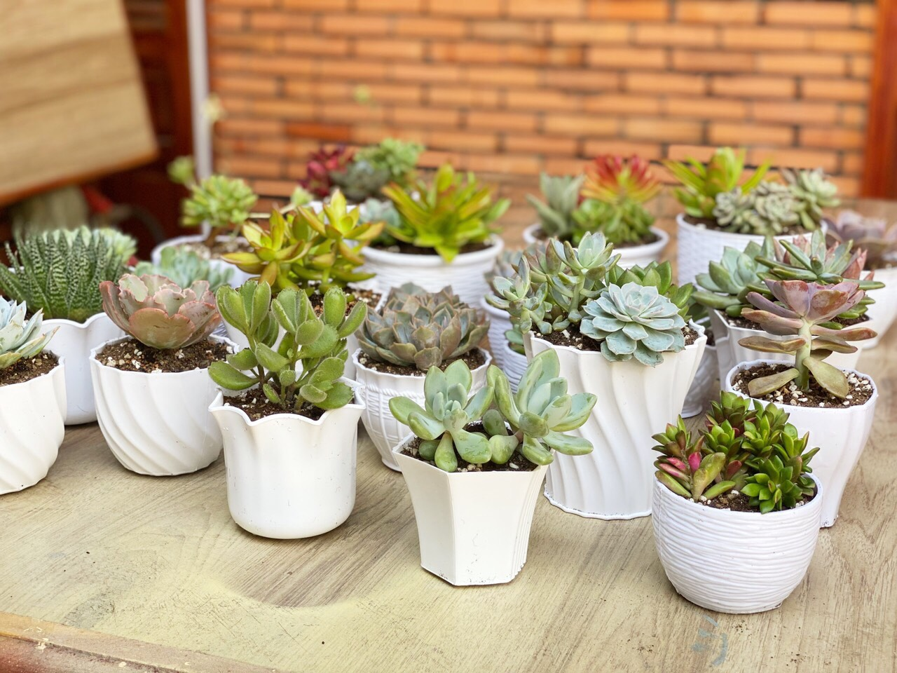 Chậu cây mini sen đá là quà tặng sinh nhật cho nữ yêu thiên nhiên, tạo không gian xanh