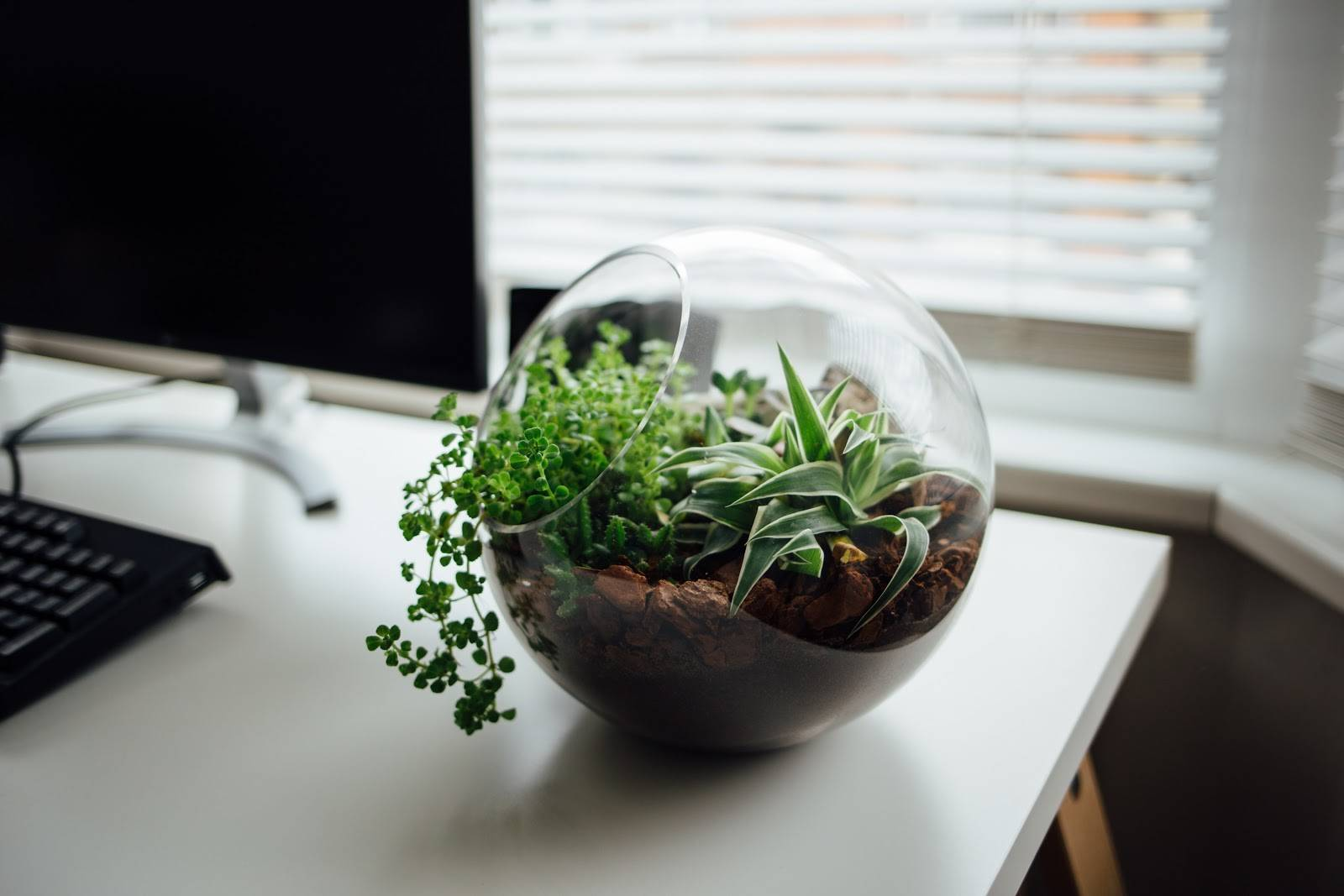 Những chậu cây nhỏ xinh làm quà chia tay đồng nghiệp giúp không gian bàn làm việc thêm sống động.