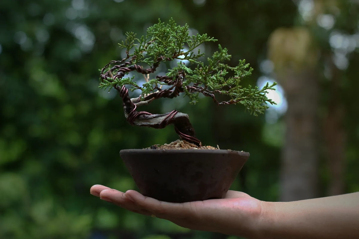 Cây bonsai mini trang trí, một món quà chia tay đồng nghiệp mang giá trị nghệ thuật và ý nghĩa.